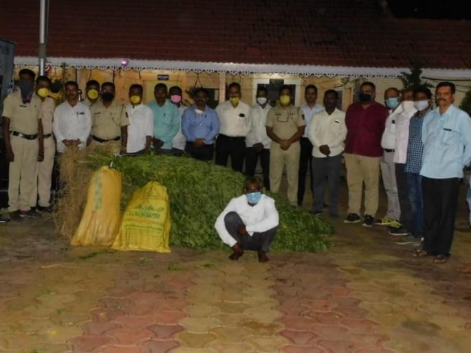 140 kg of ganja worth Rs 21 lakh seized from Daund; one person arrested | दौंडला २१ लाख रुपयांचा १४० किलो गांजा जप्त; एकाला अटक 140 kg of ganja worth Rs 21 lakh seized from Daund; one person arrested | दौंडला २१ लाख रुपयांचा १४० किलो गांजा जप्त; एकाला अटक