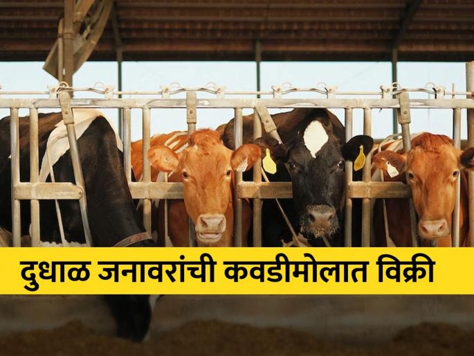 Milk animals are being sold at bargain prices, fodder shortage, farmers are in trouble due to falling milk prices. | दुधाळ जनावरांची होतेय कवडीमोल दराने विक्री, चारा टंचाई, घसरलेल्या दुध दरामुळे शेतकऱ्यांची काेंडी Milk animals are being sold at bargain prices, fodder shortage, farmers are in trouble due to falling milk prices. | दुधाळ जनावरांची होतेय कवडीमोल दराने विक्री, चारा टंचाई, घसरलेल्या दुध दरामुळे शेतकऱ्यांची काेंडी