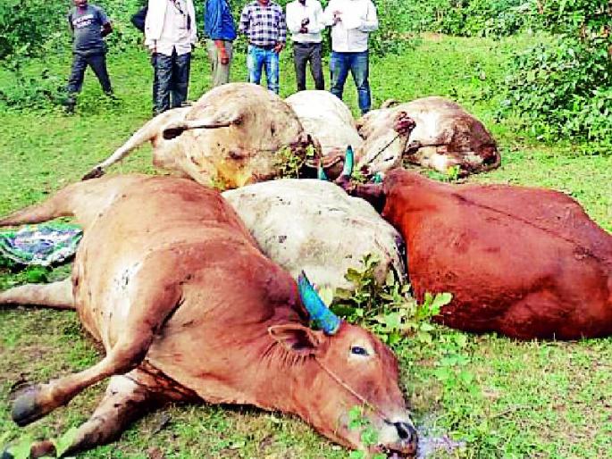 Over 18 animals killed in vehicle accident | वाहन उलटून १८ जनावरे ठार Over 18 animals killed in vehicle accident | वाहन उलटून १८ जनावरे ठार