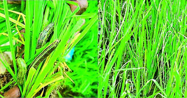 Get control of the paddy crop | धान पिकाच्या किडीवर नियंत्रण मिळवा Get control of the paddy crop | धान पिकाच्या किडीवर नियंत्रण मिळवा