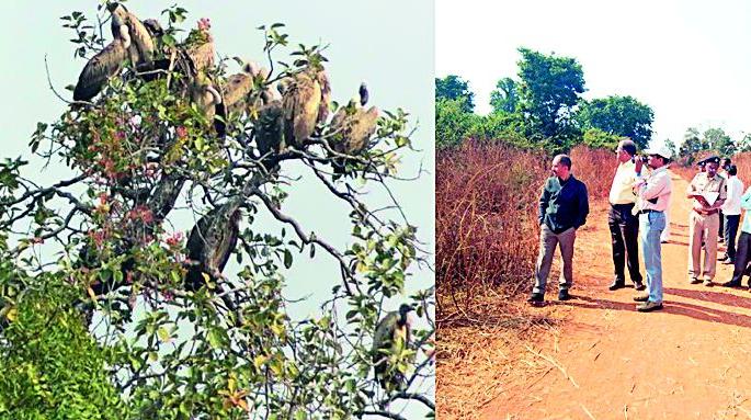 Vultures in Mallemamal | माल्लेरमालमध्ये गिधाडांचा वावर