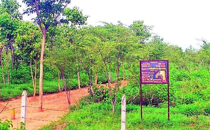 Bahrali Gard Vanrai on Murmad place | मुरमाड जागेवर बहरली गर्द वनराई Bahrali Gard Vanrai on Murmad place | मुरमाड जागेवर बहरली गर्द वनराई