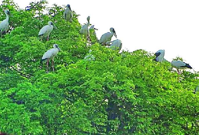 The arrival of migratory birds at the place | वघाळात स्थलांतरित पक्ष्यांचे आगमन