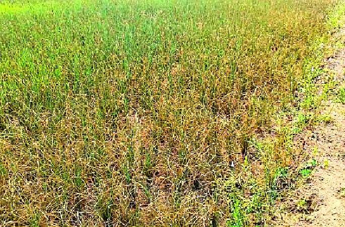 Paddyapacca without the rain | पावसाअभावी धानपीक करपले