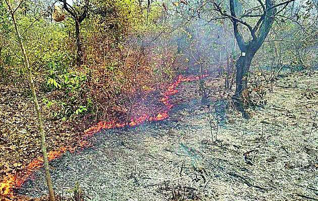 Three thousand hectares | तीन हजार हेक्टरवर वणवा Three thousand hectares | तीन हजार हेक्टरवर वणवा