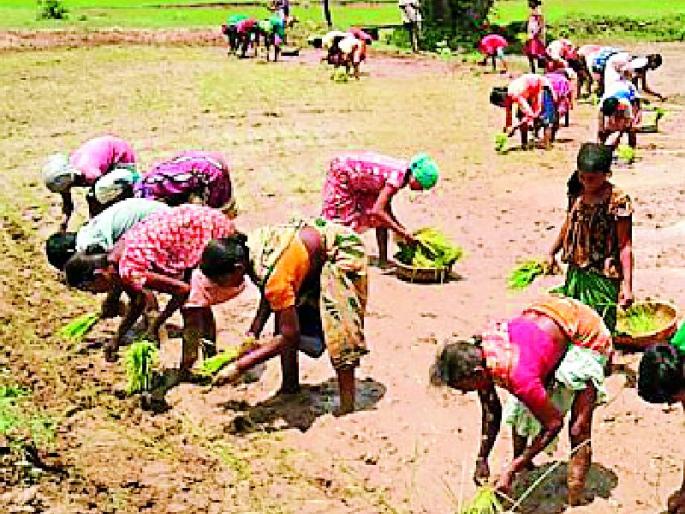 Rows of grain to walk in the light of the lantern | कंदीलाच्या उजेडात चालायच्या धानपिकाच्या रोवण्या