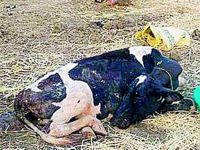 Fridgewall operation in vase | फ्रिजवाल गाईप्रकरणी कारवाई गुलदस्त्यात Fridgewall operation in vase | फ्रिजवाल गाईप्रकरणी कारवाई गुलदस्त्यात