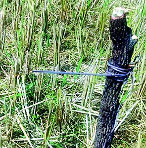 Dinosaurs to the farmers in the death of Waghin | वाघीण मृत्यूप्रकरणी शेतकºयांना वनकोठडी Dinosaurs to the farmers in the death of Waghin | वाघीण मृत्यूप्रकरणी शेतकºयांना वनकोठडी