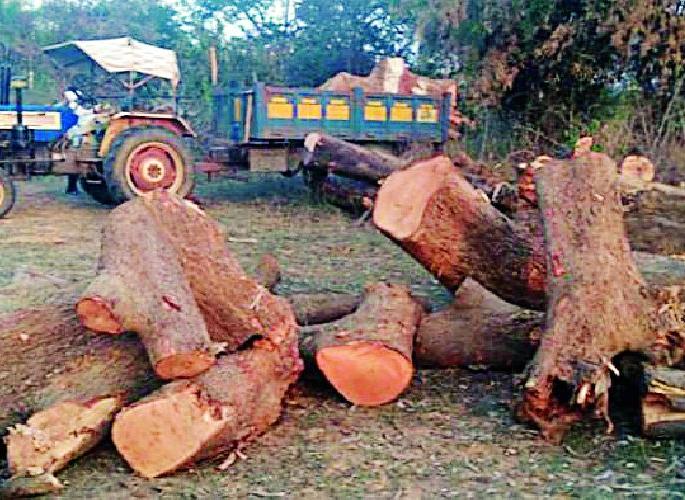 Jogisakhara tree illegally broken? | जोगीसाखरात वृक्षांची अवैध तोड?