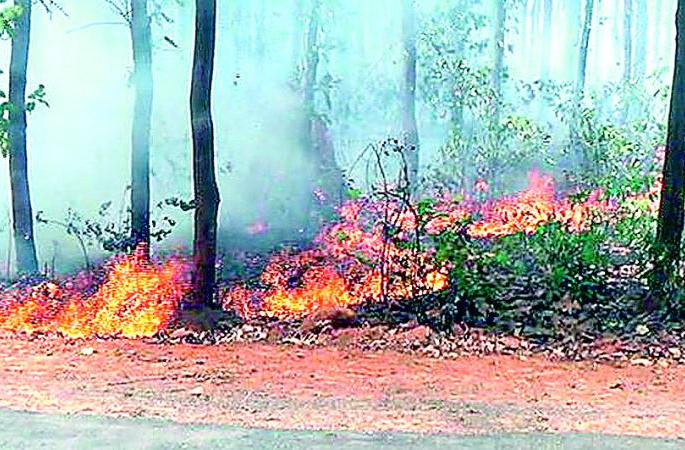 908 firefighters | 908 अग्निरक्षक राेखणार वणवे