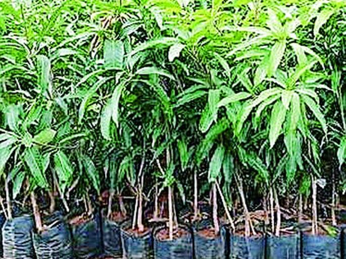 75 thousand seedlings of fruit trees available | फळझाडांची ७५ हजार रोपे उपलब्ध 75 thousand seedlings of fruit trees available | फळझाडांची ७५ हजार रोपे उपलब्ध