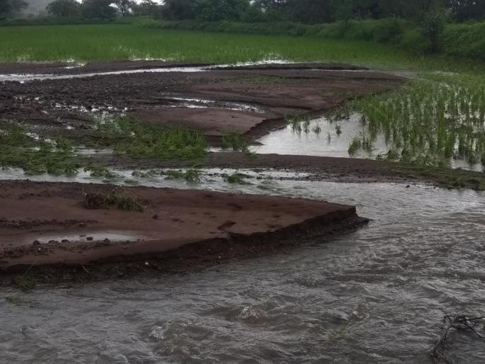 Rice loss due to heavy rainfall | अतिवृष्टीमुळे भातशेतीचे नुकसान Rice loss due to heavy rainfall | अतिवृष्टीमुळे भातशेतीचे नुकसान