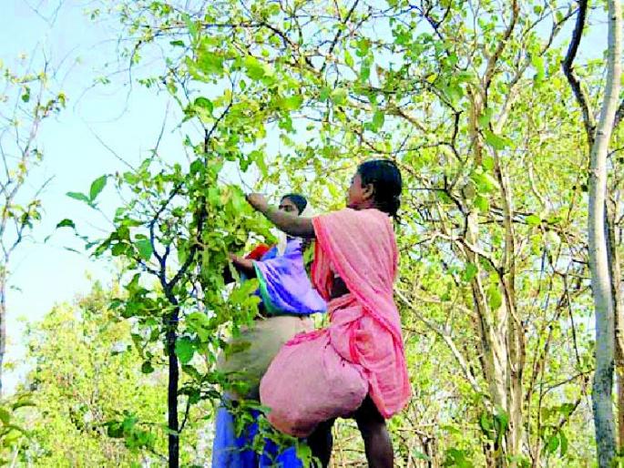 Provide employment to laborers through tendupatta collection | तेंदूपत्ता संकलनातून मजुरांना रोजगार द्या Provide employment to laborers through tendupatta collection | तेंदूपत्ता संकलनातून मजुरांना रोजगार द्या
