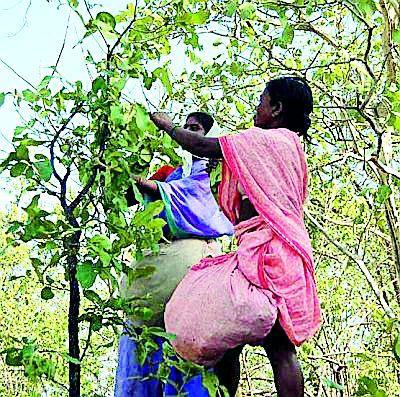  Give bonus to the laborers who collect candy | तेंदूपत्ता संकलन करणाऱ्या मजुरांचे बोनस द्या