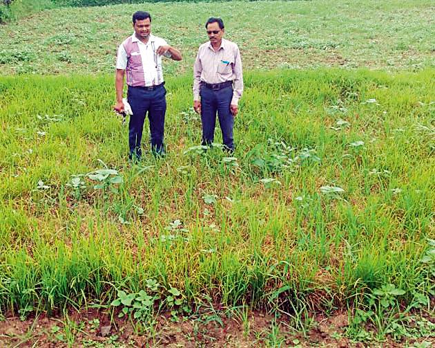 Due to drought in the area | परिसरात दुष्काळाचे सावट