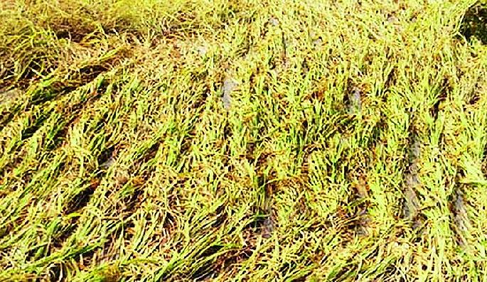 26818 Farmers suffer premature rainfall | २६८१८ शेतकऱ्यांचे अवकाळी पावसाने नुकसान 26818 Farmers suffer premature rainfall | २६८१८ शेतकऱ्यांचे अवकाळी पावसाने नुकसान