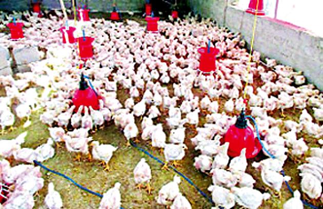 Mother's Unit in Three Talukas of Poultry | तीन तालुक्यांत कोंबड्यांचे ‘मदर युनिट’