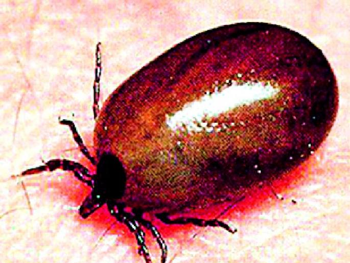 Scrub typhus was found in the district | जिल्ह्यात स्क्रब टायफसचा रुग्ण आढळला Scrub typhus was found in the district | जिल्ह्यात स्क्रब टायफसचा रुग्ण आढळला