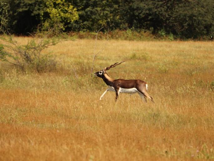Deer roam in search of food and water | अन्न-पाण्याच्या शोधात हरणाची भटकंती Deer roam in search of food and water | अन्न-पाण्याच्या शोधात हरणाची भटकंती