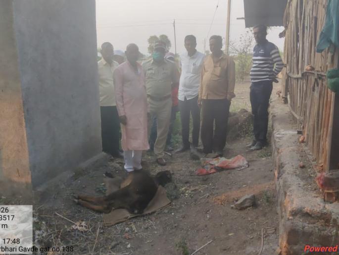 In Jalgaon Neur area, farmers were terrified by leopards | जळगाव नेऊर परिसरात बिबट्याच्या दहशतीने शेतकरी धास्तावले In Jalgaon Neur area, farmers were terrified by leopards | जळगाव नेऊर परिसरात बिबट्याच्या दहशतीने शेतकरी धास्तावले