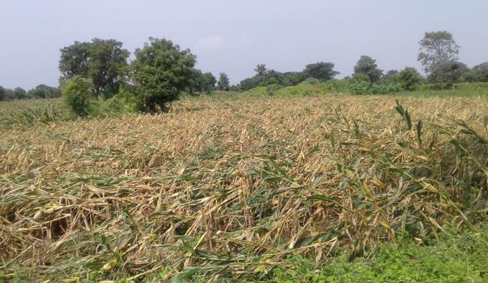 Loss of kharif crops; Victim of the victim ... | खरीप पिकांचे नुकसान; बळीराजा हवालदिल...