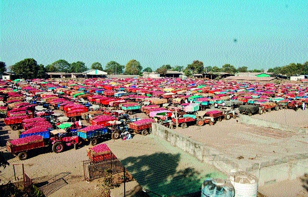 20 thousand quintals of onion arrivals | २० हजार क्विंटल कांद्याची आवक 20 thousand quintals of onion arrivals | २० हजार क्विंटल कांद्याची आवक