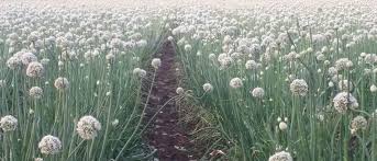 Millions cheated by bogus onion seeds | बोगस कांदा बियाणांमुळे लाखोंची फसवणूक Millions cheated by bogus onion seeds | बोगस कांदा बियाणांमुळे लाखोंची फसवणूक