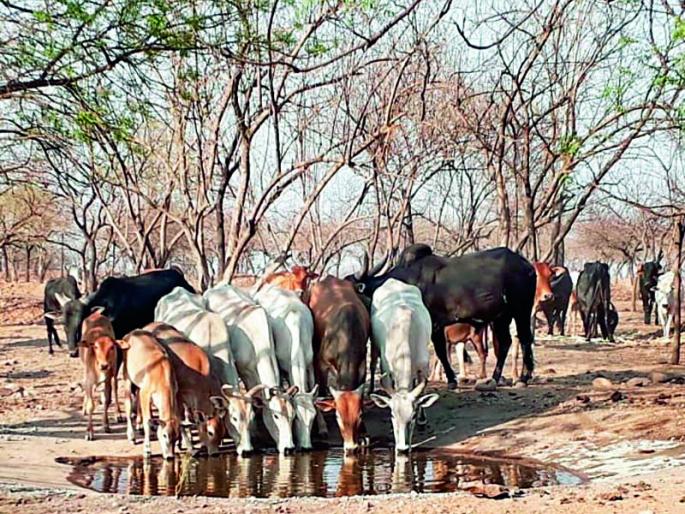 Cows in the forest; But I was overwhelmed to see the new look in the man! | गाई वनातल्या; मात्र माणसातल्या नव्या रूपाला पाहून भारावल्या !  Cows in the forest; But I was overwhelmed to see the new look in the man! | गाई वनातल्या; मात्र माणसातल्या नव्या रूपाला पाहून भारावल्या !