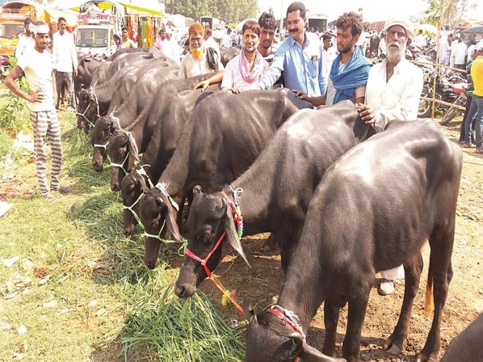 Cows, buffaloes in Haryana in the Kashi market | काष्टीच्या बाजारात हरियाणातील गायी, म्हशी Cows, buffaloes in Haryana in the Kashi market | काष्टीच्या बाजारात हरियाणातील गायी, म्हशी