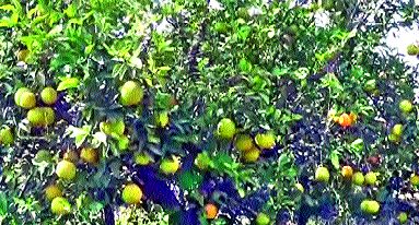 Fruit crisis on orange orchards in Igatpuri! | इगतपुरीत संत्रा बागांवर फळगळतीचे संकट ! Fruit crisis on orange orchards in Igatpuri! | इगतपुरीत संत्रा बागांवर फळगळतीचे संकट !