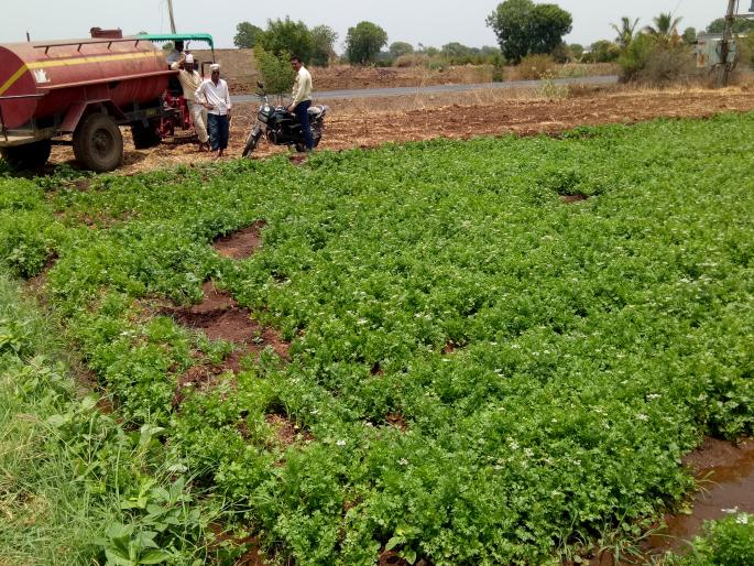 Cobbler wants water to stop | कोथंबिर जगविण्यासाठी ठॅँकरने पाणी Cobbler wants water to stop | कोथंबिर जगविण्यासाठी ठॅँकरने पाणी