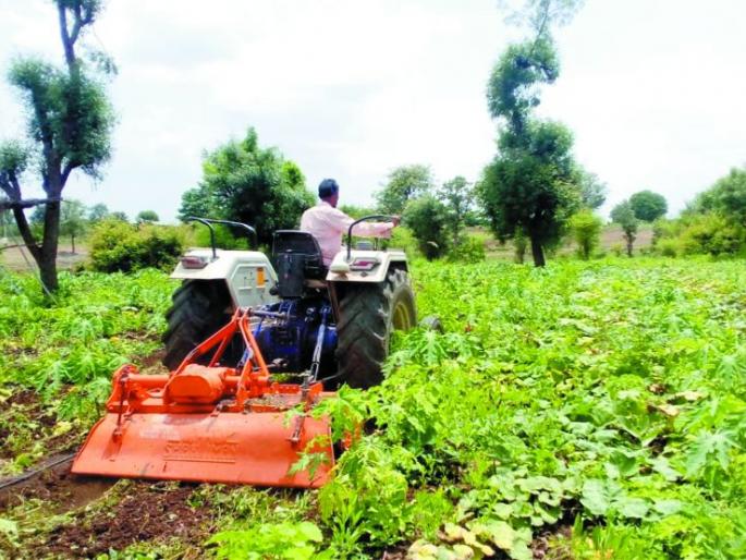 The farmer also turned the tractor on the Gangaphal crop | शेतकऱ्याने गंगाफळ पिकावरही फिरवला ट्रॅक्टर The farmer also turned the tractor on the Gangaphal crop | शेतकऱ्याने गंगाफळ पिकावरही फिरवला ट्रॅक्टर