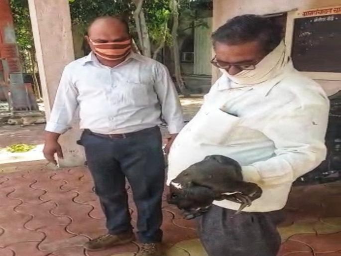 The postmaster gave life to the naughty bird | पोस्टमास्तरांनी दिले शराटी पक्ष्याला जीवदान The postmaster gave life to the naughty bird | पोस्टमास्तरांनी दिले शराटी पक्ष्याला जीवदान