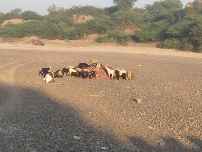 After the onion is damaged, it is finally ready | कांदा खराब होत असल्याने अखेर तो उकिरड्यावर After the onion is damaged, it is finally ready | कांदा खराब होत असल्याने अखेर तो उकिरड्यावर