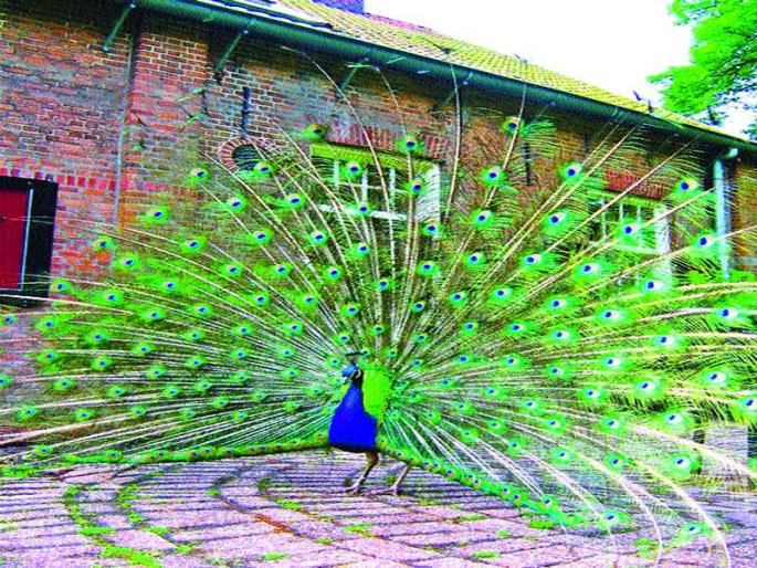 Chapadgaon forest area: Four-day police custody gang gangs | चापडगाव वनविभाग हद्द : चार दिवसांची कोठडी शिकारी टोळी गजाआड Chapadgaon forest area: Four-day police custody gang gangs | चापडगाव वनविभाग हद्द : चार दिवसांची कोठडी शिकारी टोळी गजाआड