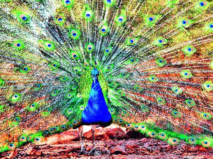 The number of peacocks falling in different villages in Sinnar taluka is wandering for water: Patthar Budruk, Meergaon, Malwadi, Varegaon and Jamb river banks | सिन्नर तालुक्यात विविध गावांमध्ये घटतेय मोरांची संख्या पाण्यासाठी भटकंती : पाथरे बुद्रुक, मीरगाव, माळवाडी, वारेगावसह जांब नदीकाठावरील चित्र The number of peacocks falling in different villages in Sinnar taluka is wandering for water: Patthar Budruk, Meergaon, Malwadi, Varegaon and Jamb river banks | सिन्नर तालुक्यात विविध गावांमध्ये घटतेय मोरांची संख्या पाण्यासाठी भटकंती : पाथरे बुद्रुक, मीरगाव, माळवाडी, वारेगावसह जांब नदीकाठावरील चित्र