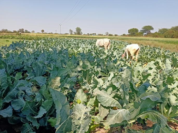 Farmers have left the animals in the crop due to poor prices | कवडीमोल दरामुळे शेतकऱ्यांनी पिकात सोडली जनावरे Farmers have left the animals in the crop due to poor prices | कवडीमोल दरामुळे शेतकऱ्यांनी पिकात सोडली जनावरे