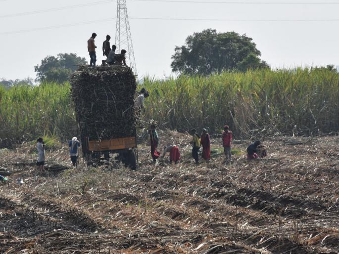 The laborers rush to pay the advance | आगाऊ रक्कम फेडण्यासाठी ऊसतोड कामगारांची धावपळ The laborers rush to pay the advance | आगाऊ रक्कम फेडण्यासाठी ऊसतोड कामगारांची धावपळ