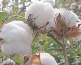 Thieves march to white gold now | चोरट्यांच्या मोर्चा आता पांढऱ्या सोन्याकडे Thieves march to white gold now | चोरट्यांच्या मोर्चा आता पांढऱ्या सोन्याकडे