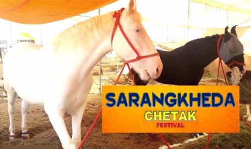 Don't look at the Chetak Festival with political spectacles | चेतक फेस्टीवलला राजकीय चष्म्यातून पाहू नका Don't look at the Chetak Festival with political spectacles | चेतक फेस्टीवलला राजकीय चष्म्यातून पाहू नका