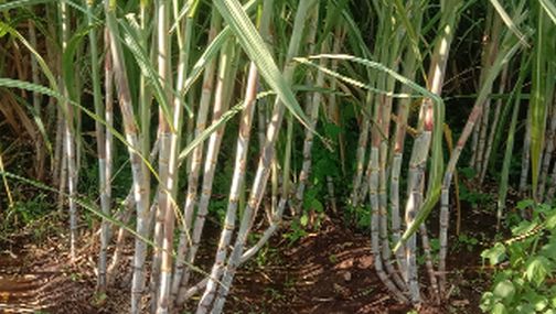 Sugarcane growers' initiative for 'Mission 100' | ‘मिशन १००’साठी ऊस उत्पादकांचा पुढाकार Sugarcane growers' initiative for 'Mission 100' | ‘मिशन १००’साठी ऊस उत्पादकांचा पुढाकार