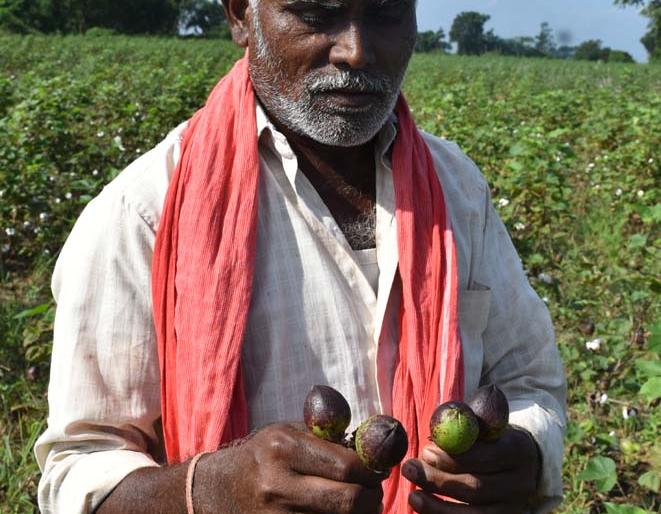 Farmer deteriorated by time: his mathematics | अवकाळीने बिघडवले शेतक:यांचे गणित Farmer deteriorated by time: his mathematics | अवकाळीने बिघडवले शेतक:यांचे गणित