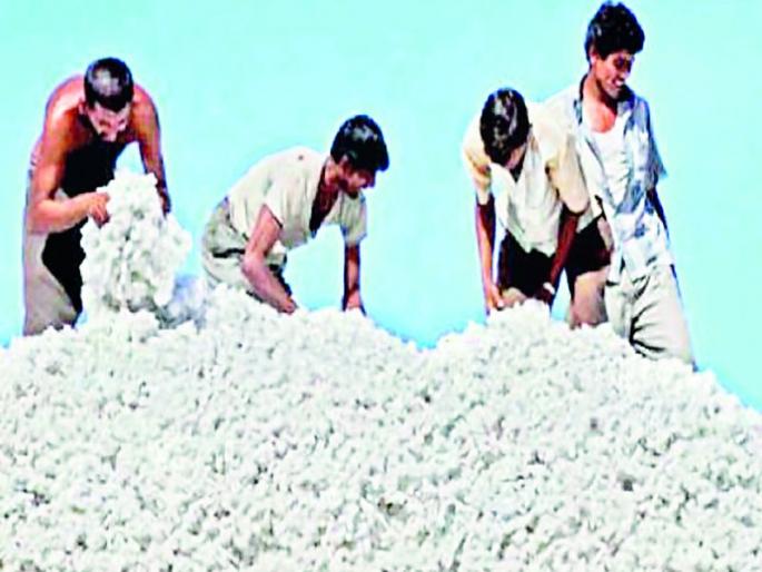 2 crores will be guaranteed to the cotton | कापसाला ५८०० रुपये हमीभाव देणार 2 crores will be guaranteed to the cotton | कापसाला ५८०० रुपये हमीभाव देणार