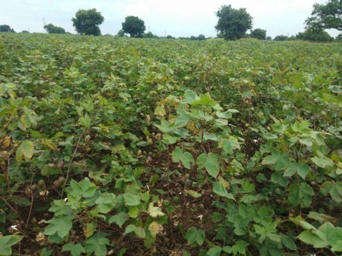 Bond larvae also attack cotton | कपाशीवर बोंड अळीचेही आक्रमण Bond larvae also attack cotton | कपाशीवर बोंड अळीचेही आक्रमण