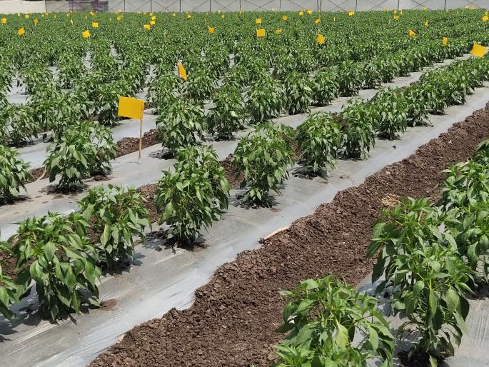 Decline in onion production in Paale Khurd area this year | पाळे खुर्द परिसरात यंदा कांदा उत्पादनात घट Decline in onion production in Paale Khurd area this year | पाळे खुर्द परिसरात यंदा कांदा उत्पादनात घट