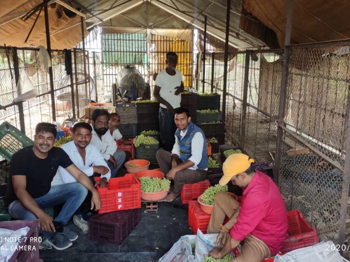 Sell grapes because of climate change | वातावरणातील बदलामुळे द्राक्षाची गोडी झाली बेचव Sell grapes because of climate change | वातावरणातील बदलामुळे द्राक्षाची गोडी झाली बेचव