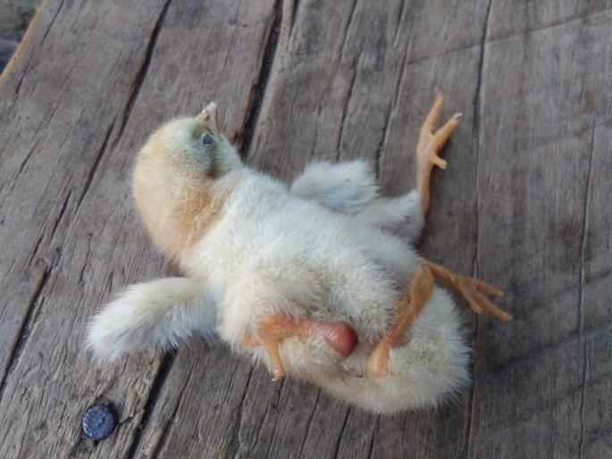 What do you mean, a chicken puppy has four legs? | काय म्हणताय, कोंबडीच्या पिल्लाला चार पाय? What do you mean, a chicken puppy has four legs? | काय म्हणताय, कोंबडीच्या पिल्लाला चार पाय?