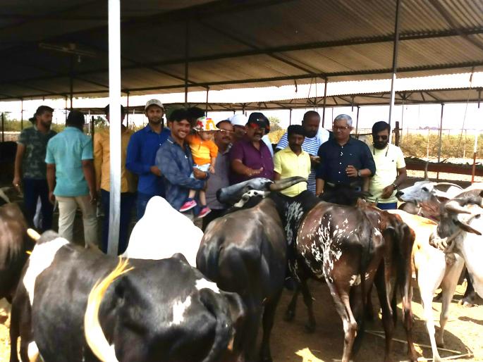 Gopalanjan Pimpalegaon Baswant Singh | अमावस्या चे औचित्य साधून पिंपळगाव बसवंतला गोपूजन Gopalanjan Pimpalegaon Baswant Singh | अमावस्या चे औचित्य साधून पिंपळगाव बसवंतला गोपूजन