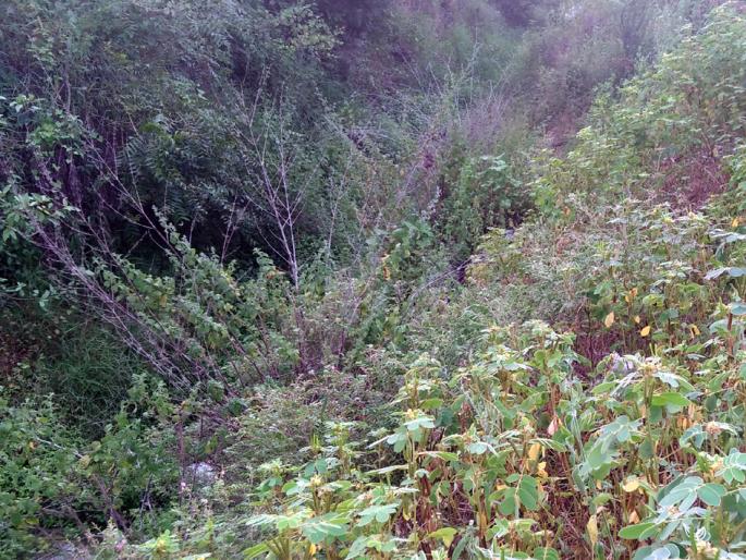 Parbhani: 24 kms. Canal drought | परभणी : २४ कि.मी. कालव्याची दुरवस्था Parbhani: 24 kms. Canal drought | परभणी : २४ कि.मी. कालव्याची दुरवस्था