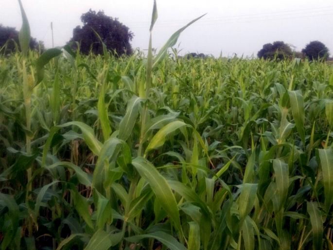 Parbhani district has decreased by 43 per cent in the area of ​​sorghum | परभणी जिल्ह्यात ४३ टक्क्यांनी घटले ज्वारीचे क्षेत्र